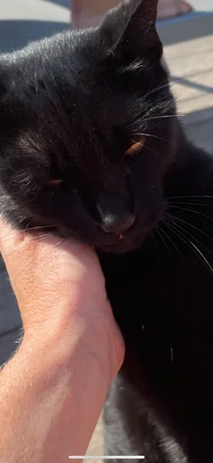 Chat trouvé Européen