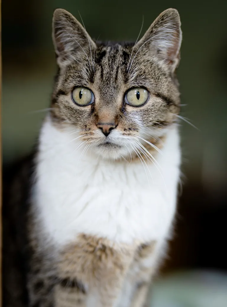 LILOU