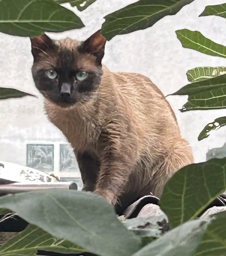 Chat trouvé