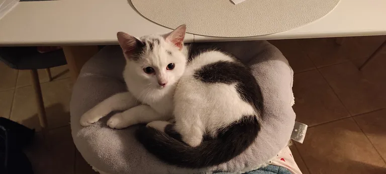 Chat trouvé