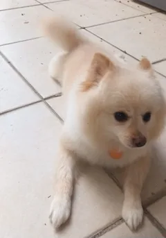 Chien perdu Spitz Allemand nain