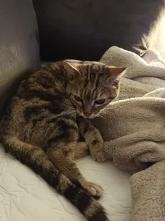 Chat trouvé Européen