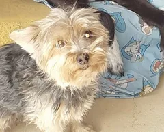Chien perdu Yorkshire Terrier