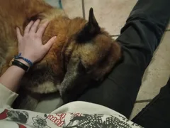 Chien perdu Berger Belge Malinois