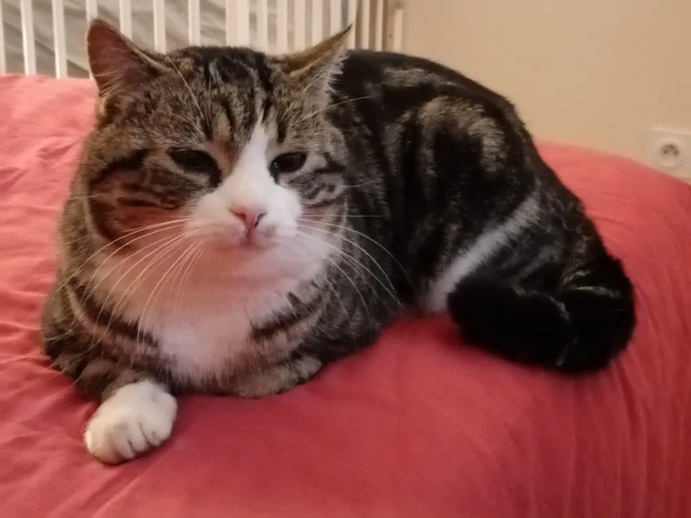 MYLO