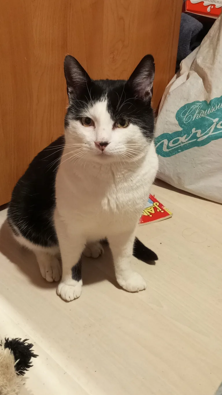 Poupou