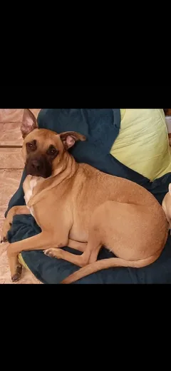 Chien perdu Croisé