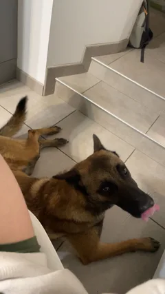 Chien perdu Berger Belge Malinois