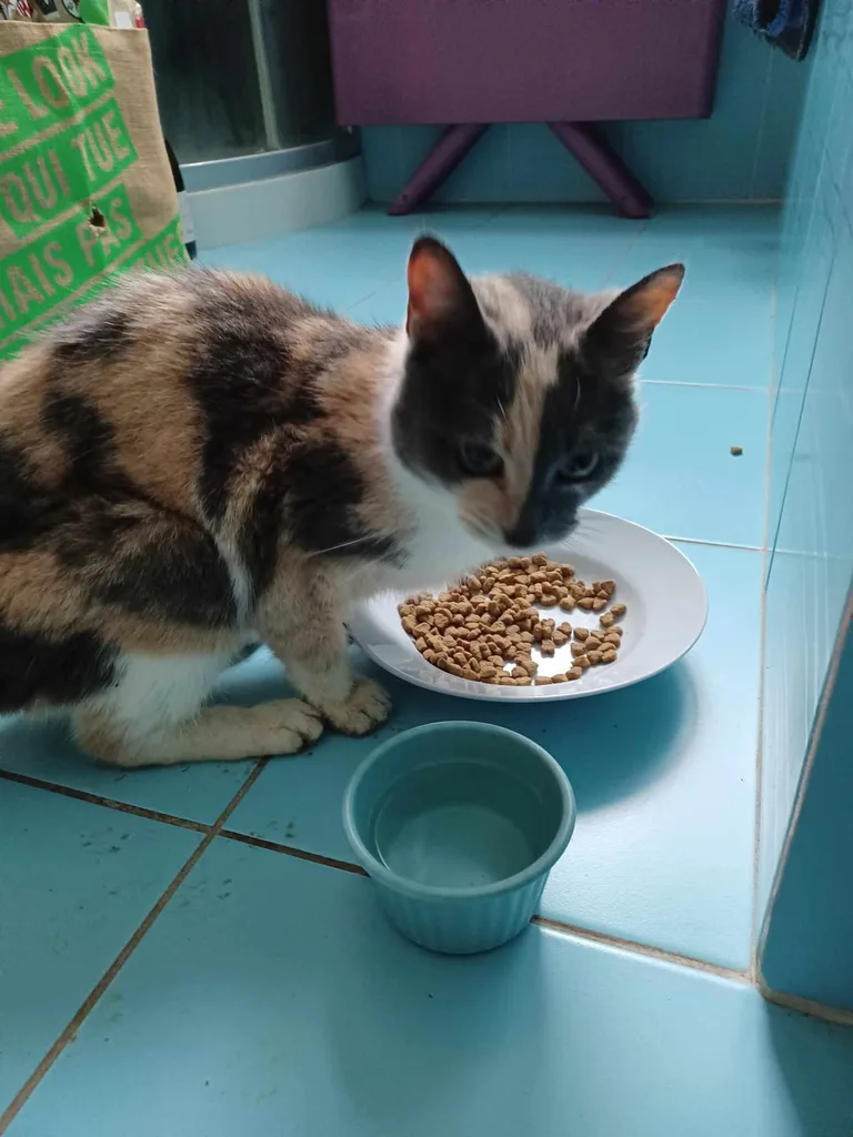 Chat trouvé