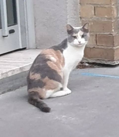 Chat trouvé