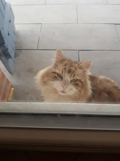 Chat trouvé Européen