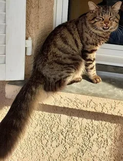 Chat perdu Européen