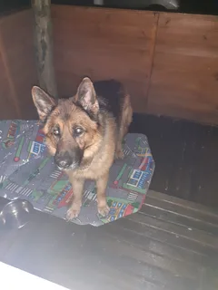 Chien trouvé Berger Allemand