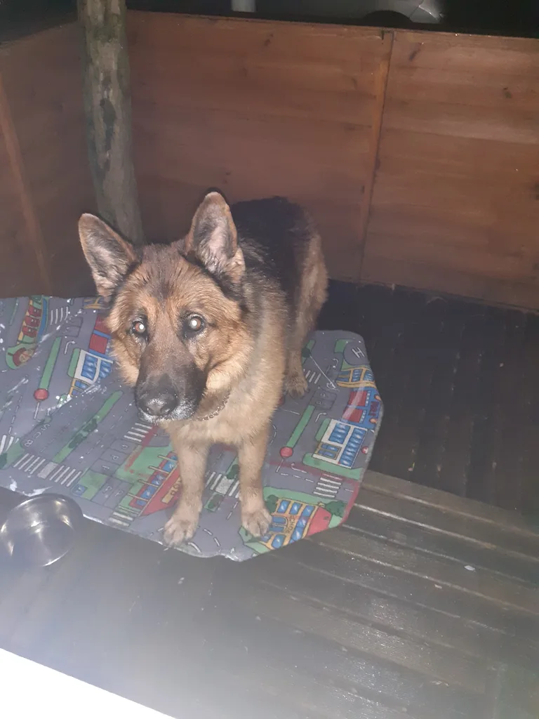 Chien trouvé