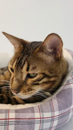 Chat perdu Bengal