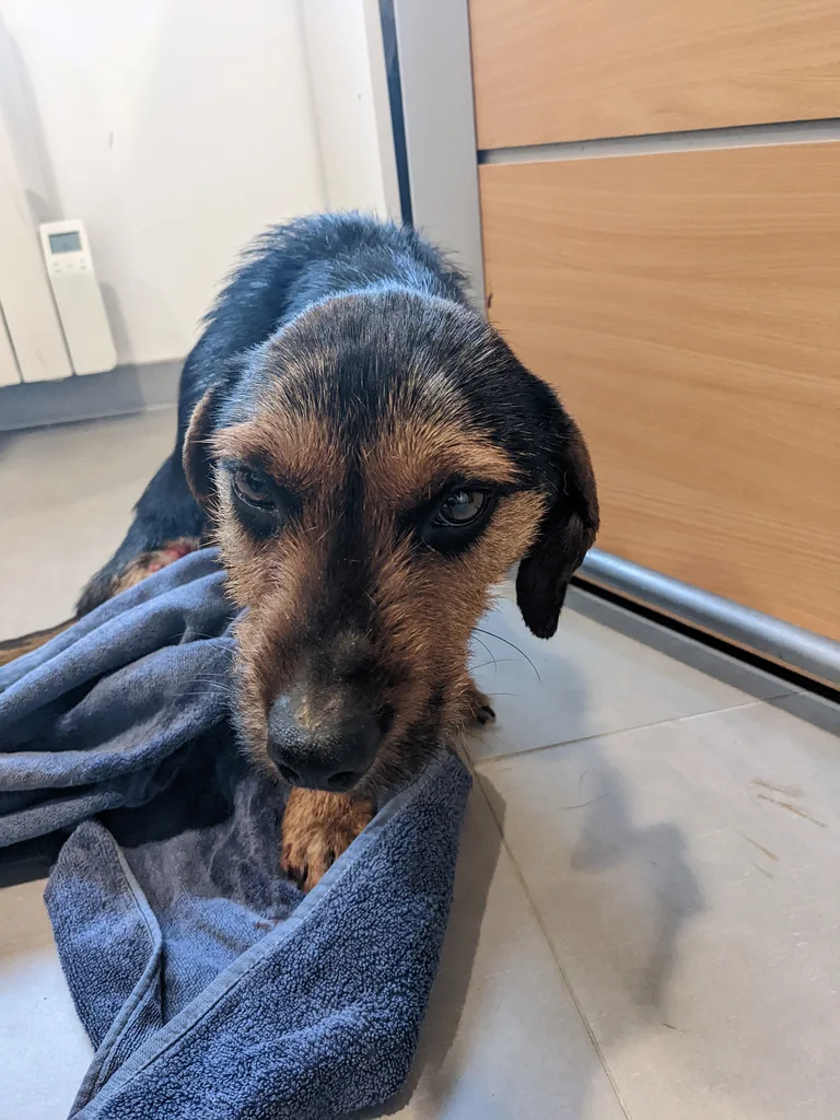 Chien trouvé