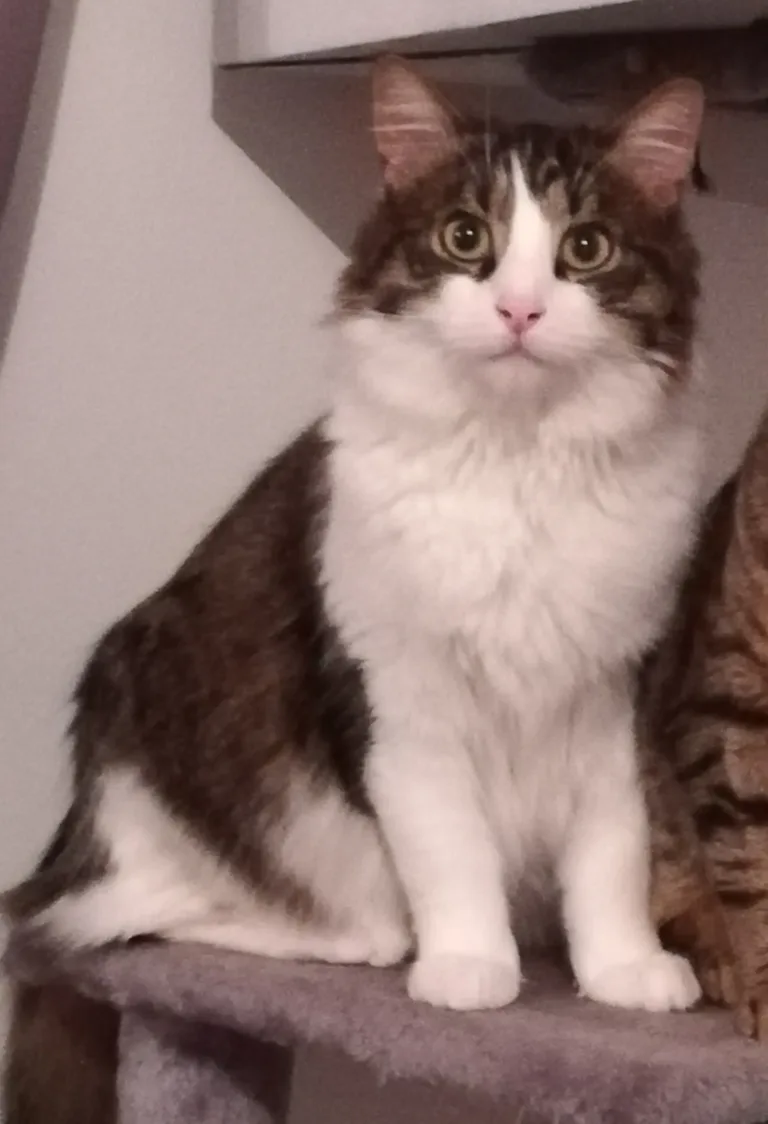Ron