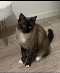 Chat perdu Siamois
