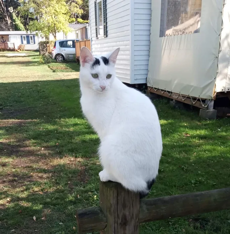 Olaf