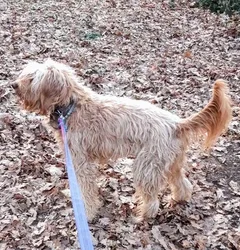 Chien perdu Griffon Fauve de Bretagne