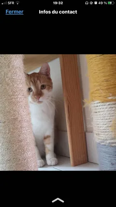 Chat perdu Européen