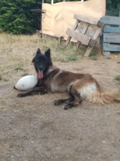 Chien perdu Berger Belge Tervueren