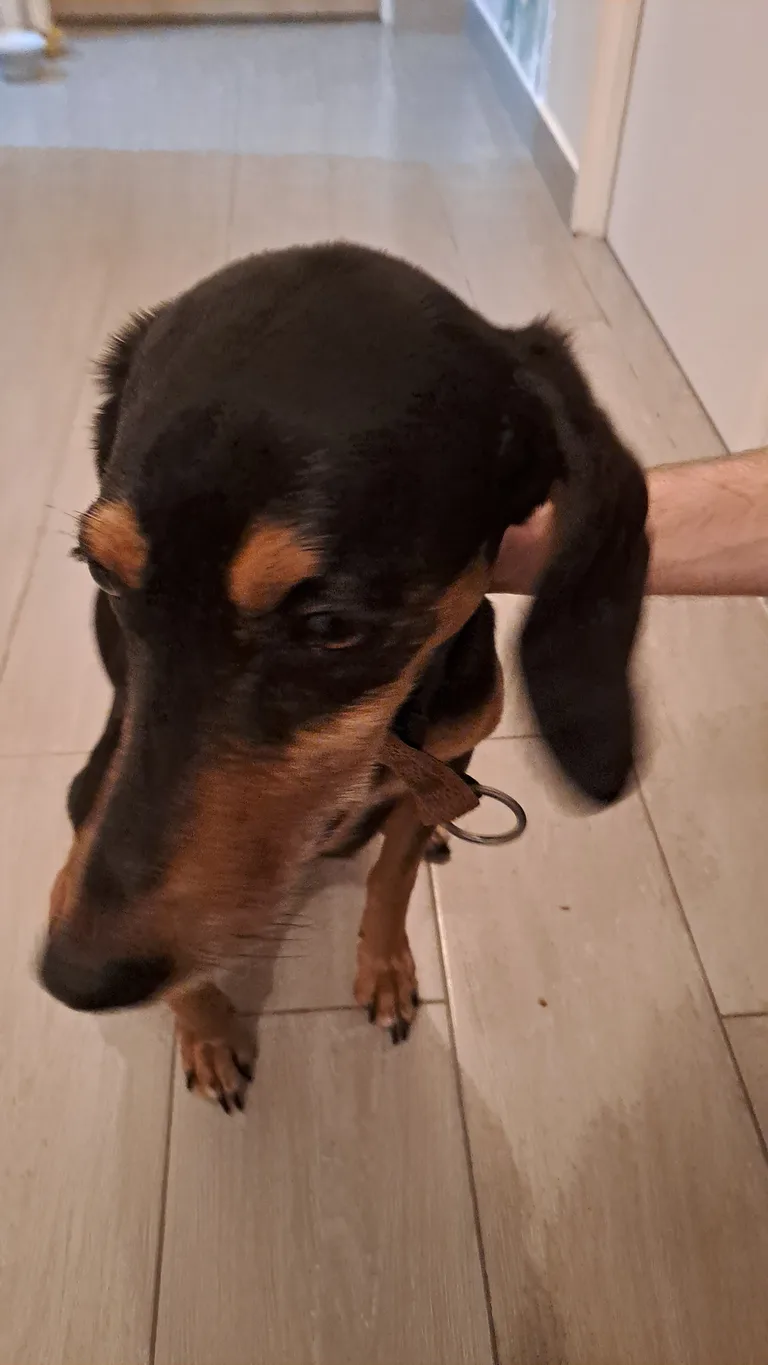 Chien trouvé