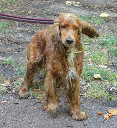 Chien trouvé Cocker Anglais