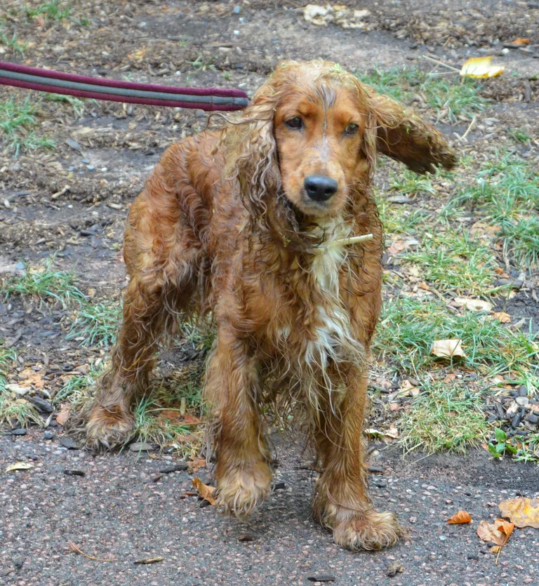 Chien trouvé