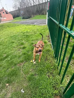 Chien trouvé American-Staffordshire-Terrier