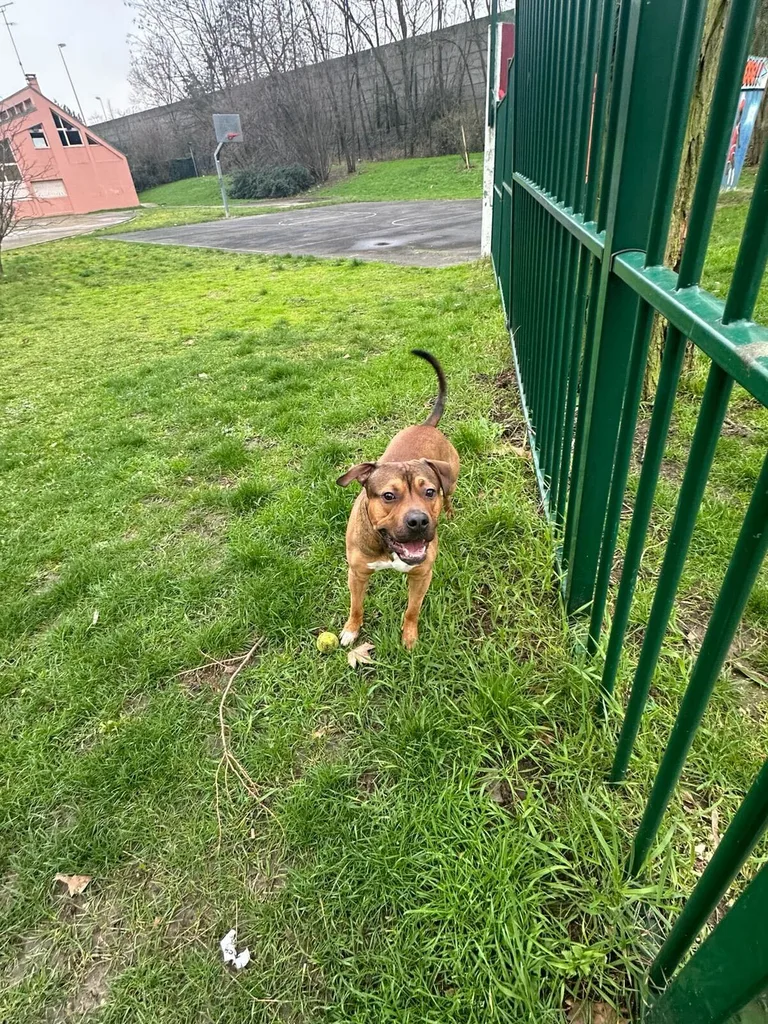 Chien trouvé
