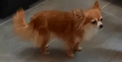 Chien perdu Chihuahua