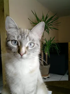 Chat perdu Siamois