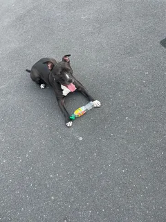 Chien perdu Staffordshire Bull Terrier
