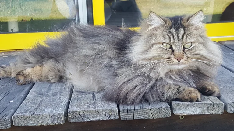 Gigi