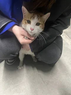 Chat trouvé Européen