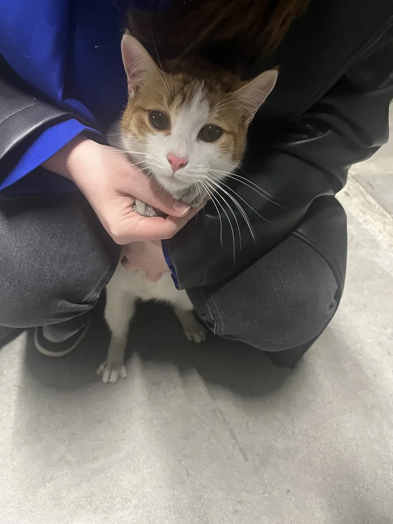 Chat trouvé