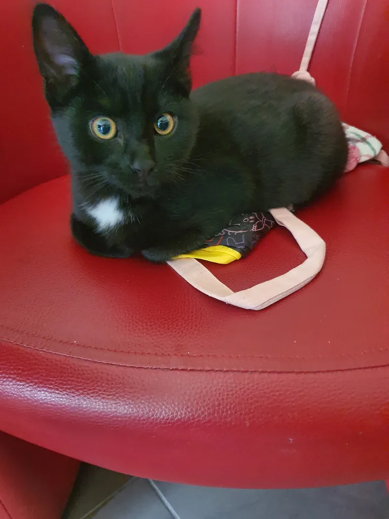 Chat trouvé