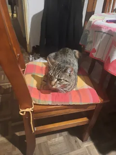 Chat trouvé Chat Tigre