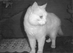 Chat trouvé Croisé