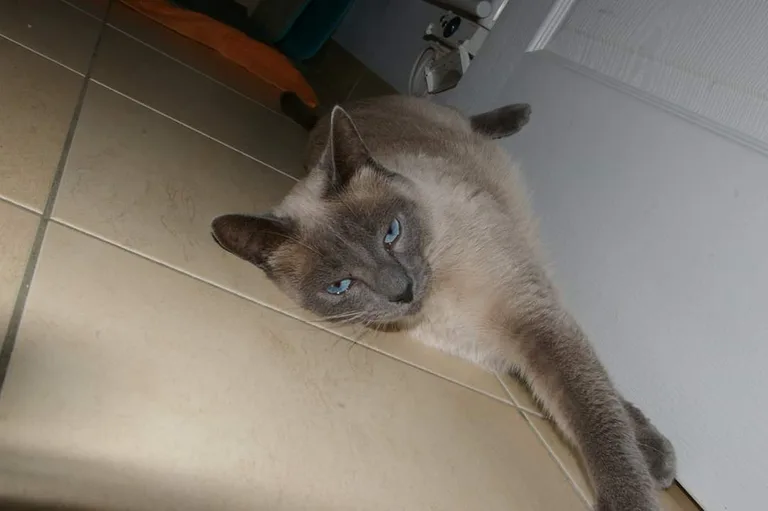 Filou