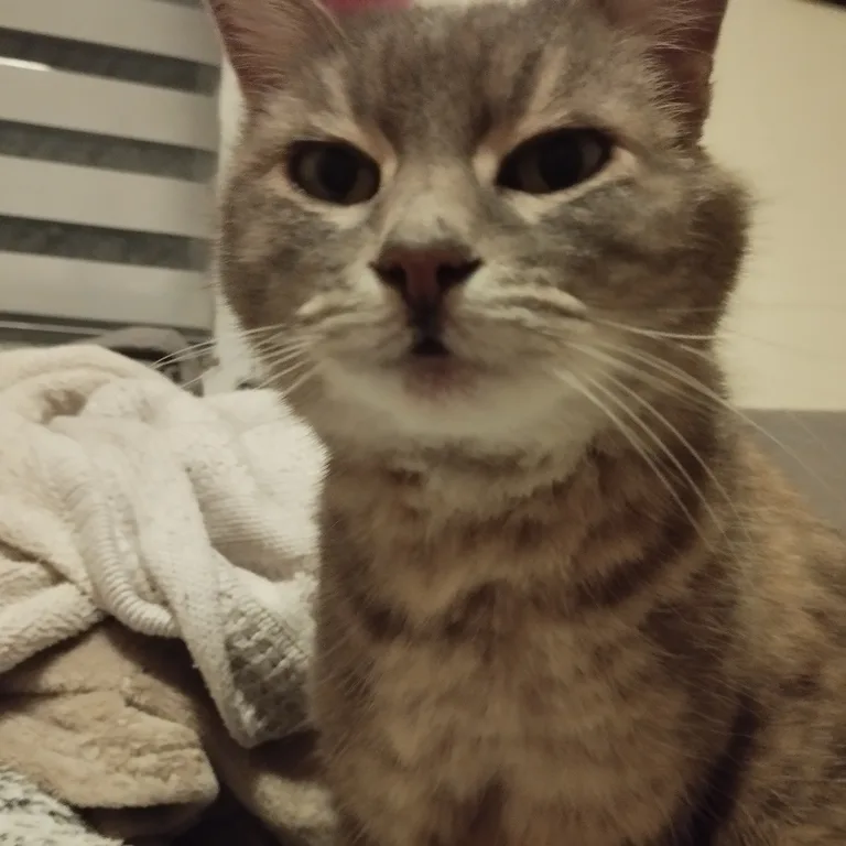 Minette