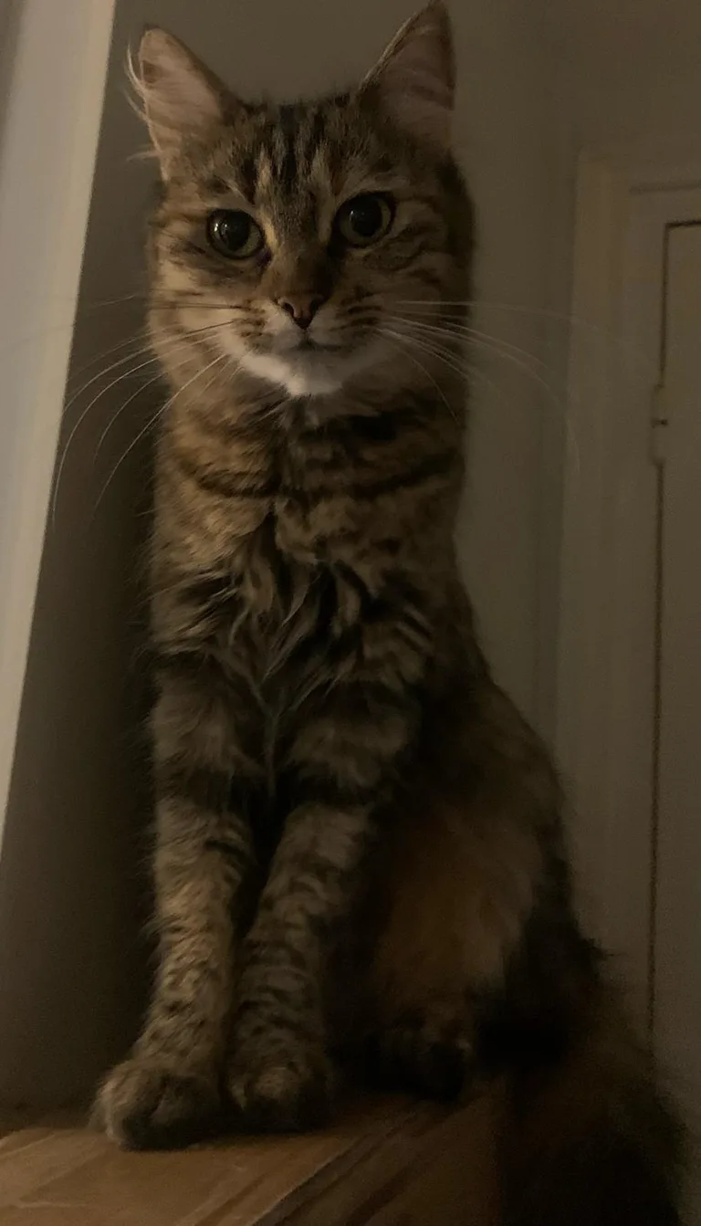 Nymeria
