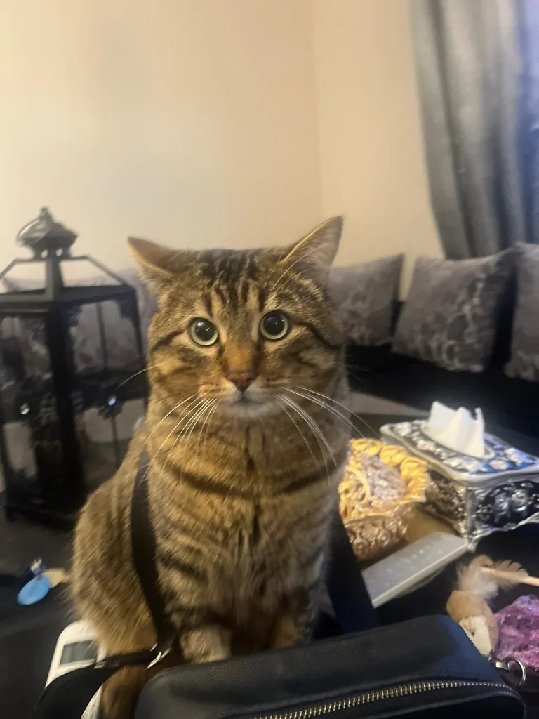 Simba