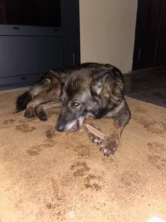 Chien trouvé Berger Allemand
