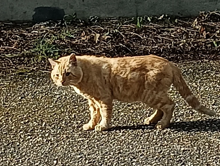 Chat trouvé