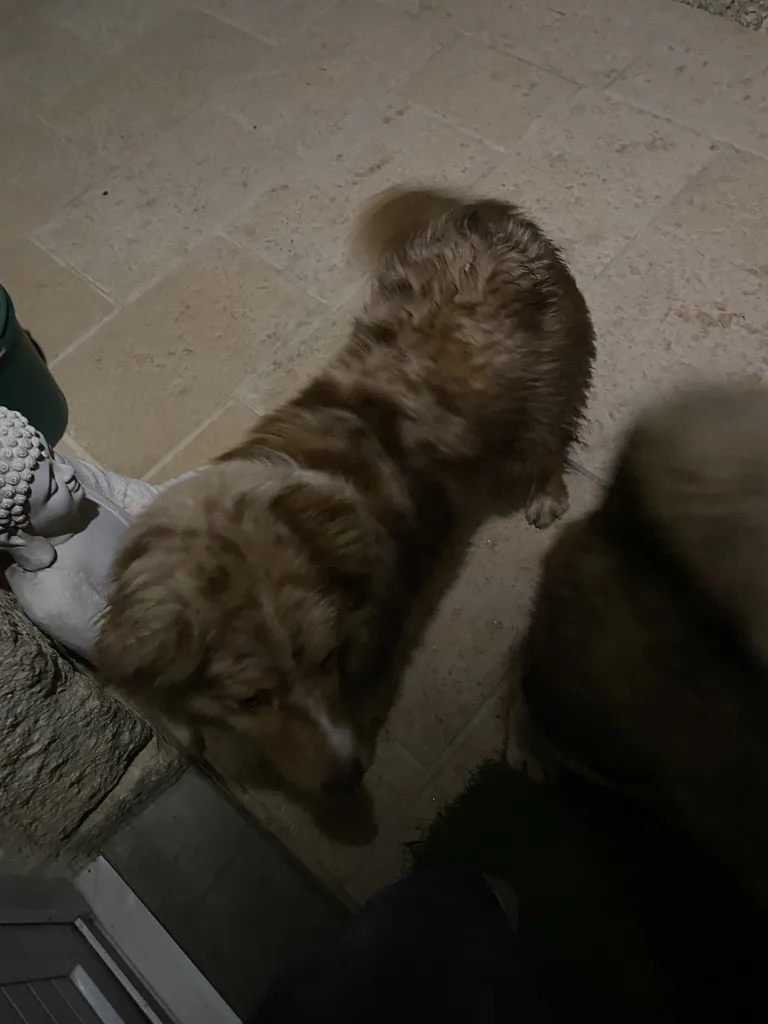 Chien trouvé