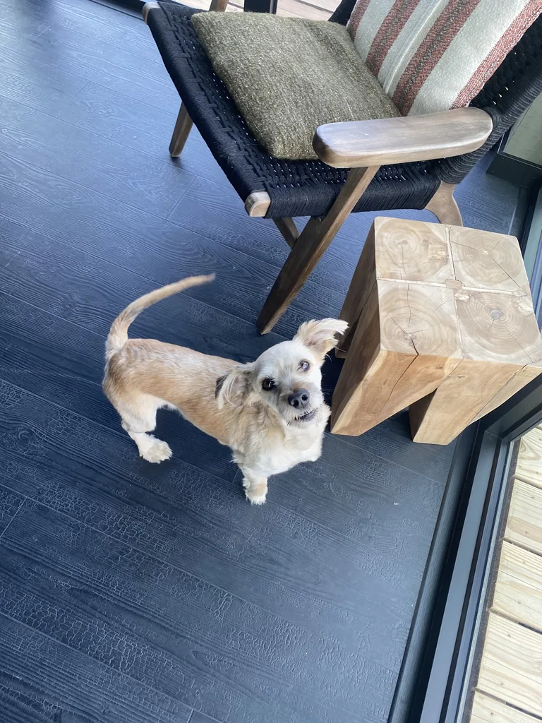Chien trouvé