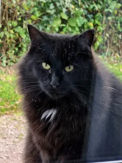 Chat perdu Sibérien