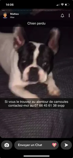 Chien perdu Bouledogue Français